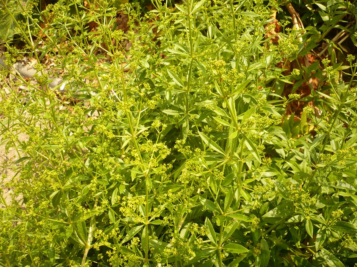 Rubia tinctorum (Rubiaceae)